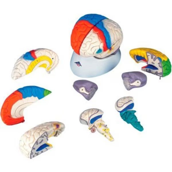 3B® Anatomical Model - Deluxe Neuro-Anatomical Brain, 8-Part, Fabrication Enterprises, Mfr#: 971882